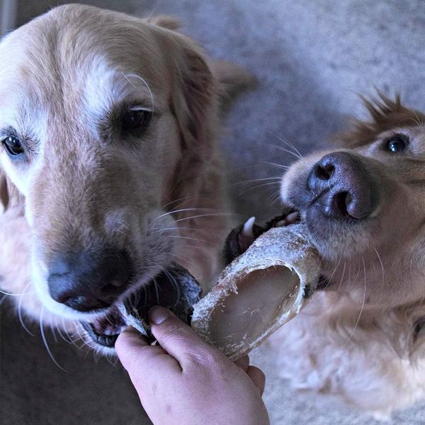 Why Cow Hooves are the MustHave Dog Treat of The Year!